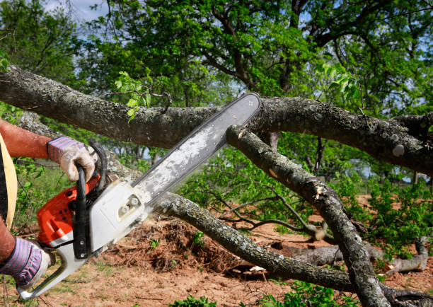 Best Tree Trimming and Pruning  in Wilson, AR